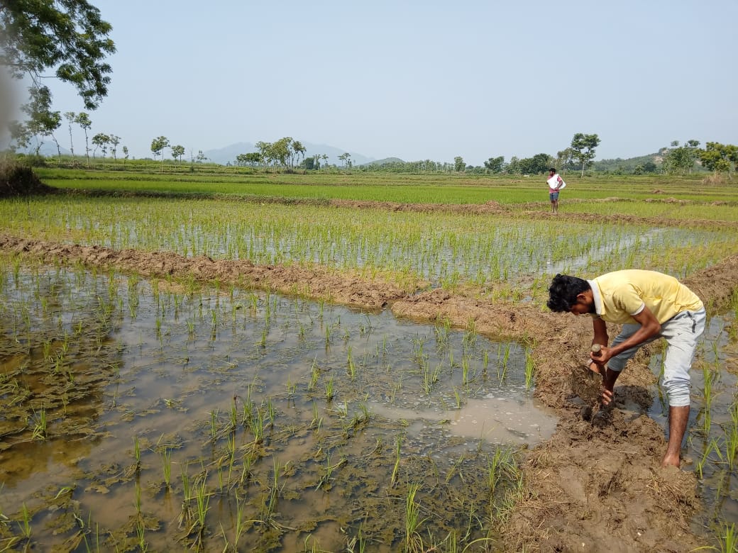 AGRICULTURE PRODUCTS